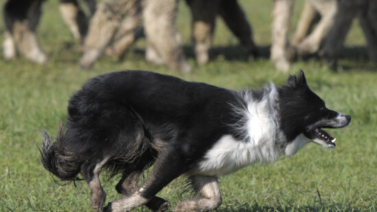 A herding dog at the Soldier Hollow Classic, where handlers and their dogs work more than 300 Rambouillet sheep across open mountain terrain.