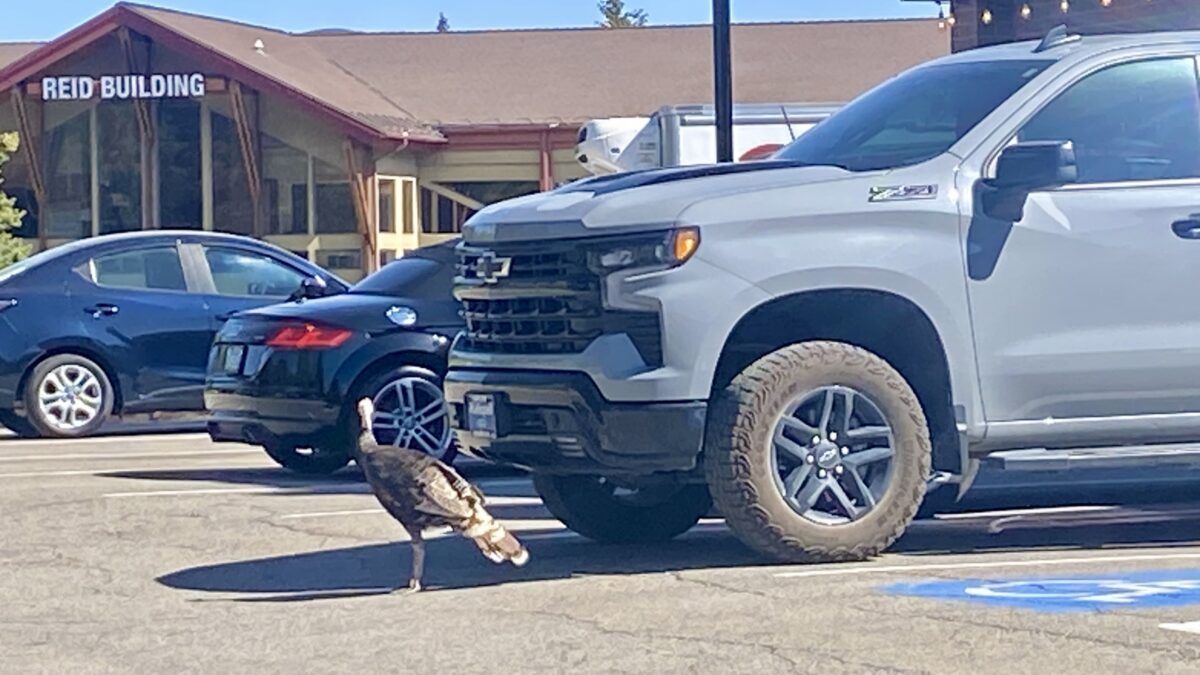 Not-so-wild turkey.