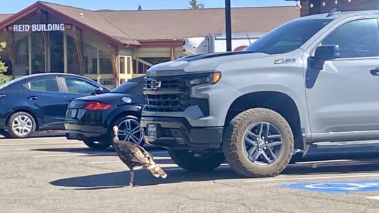 Not-so-wild turkey.