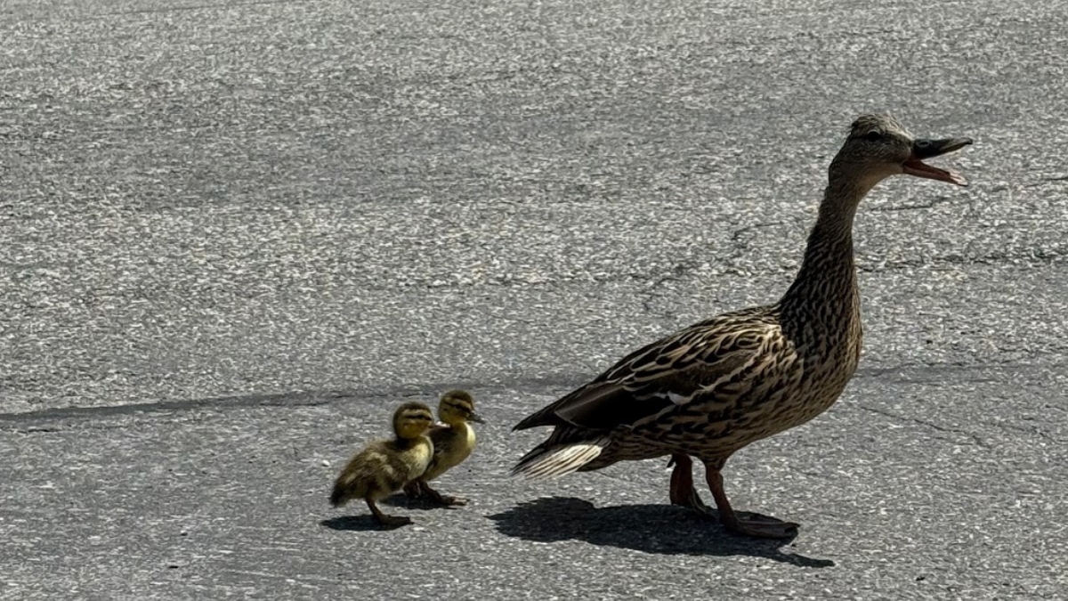 Mama duck reunited with her babies.