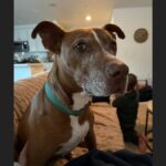 Missing dog George is a 13-year-old mixed breed, a Pit Bull–Doberman mix, and weighs around 70 pounds.