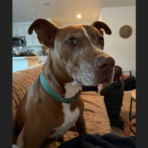Missing dog George is a 13-year-old mixed breed, a Pit Bull–Doberman mix, and weighs around 70 pounds.