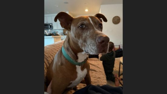 Missing dog George is a 13-year-old mixed breed, a Pit Bull–Doberman mix, and weighs around 70 pounds.