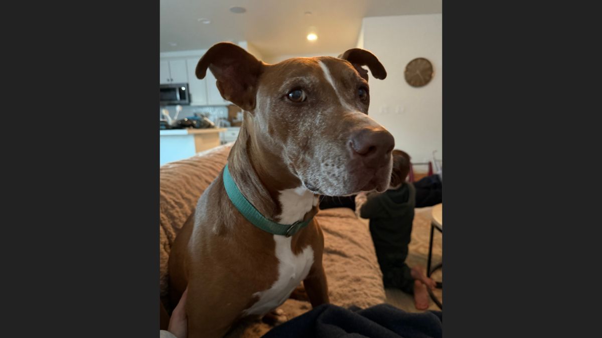 Missing dog George is a 13-year-old mixed breed, a Pit Bull–Doberman mix, and weighs around 70 pounds.
