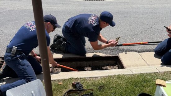 The PCFD carefully pulling baby ducks from a storm drain.