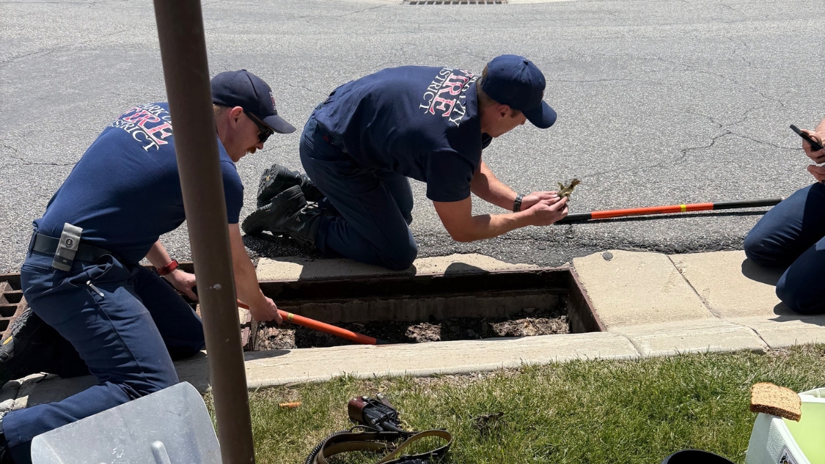 The PCFD carefully pulling baby ducks from a storm drain.