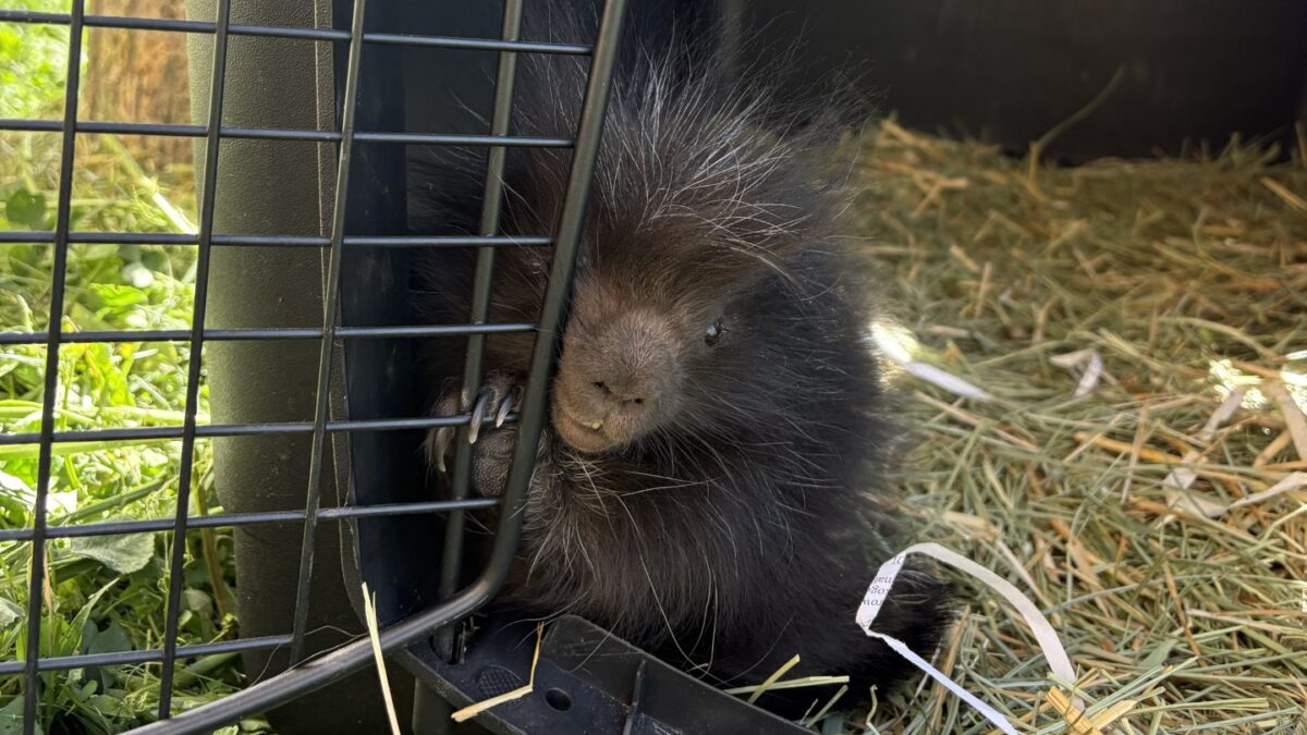 In late April, Hogle Zoo celebrated the arrival of a porcupette.