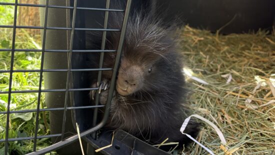 In late April, Hogle Zoo celebrated the arrival of a porcupette.