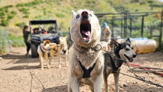 The dogs and the humans have things to say so they've launched a podcast.