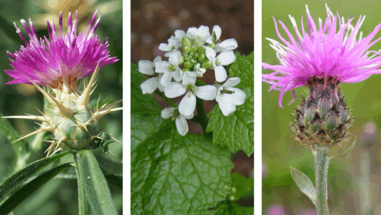 From left to right: Purple Star Thistle, Garlic Mustard, and Knapweed, some of the weeds considered noxious by Summit County.