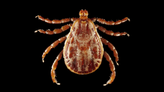 The Rocky Mountain Wood tick is the most common tick found in Utah.
