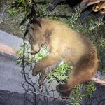 Heber had an exciting encounter with a bear which ended in a safe tranquilization and transfer of the animal.