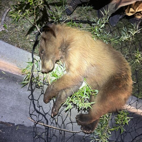 Heber had an exciting encounter with a bear which ended in a safe tranquilization and transfer of the animal.