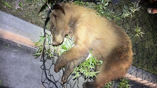 Heber had an exciting encounter with a bear which ended in a safe tranquilization and transfer of the animal.