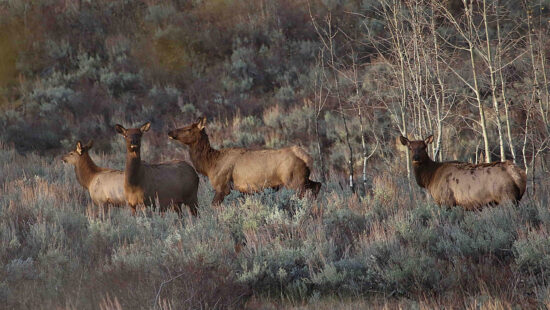 Depending on the age, a cow elk can provide between 120 to nearly 200 pounds of boneless meat.