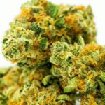Martin Davis Little, 40, and Shadaya Yvonne Weaver, 28, were pulled over for speeding near milepost 156. Upon approaching the vehicle, the trooper reported detecting a strong odor of marijuana coming from inside the van.