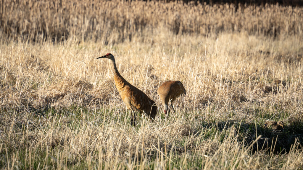 Sandhill Cranes at the Swaner Preserve and EcoCenter in Summit County, Utah