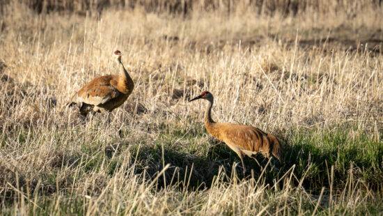 Sandhill Cranes at the Swaner Preserve and EcoCenter in Summit County, Utah