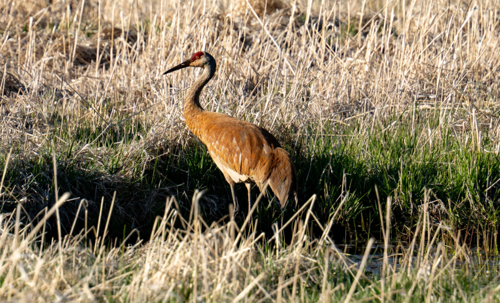 Sandhill Cranes at the Swaner Preserve and EcoCenter in Summit County, Utah