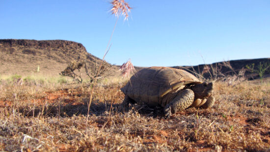 A desert tortoise in its native habitat in Washington County.