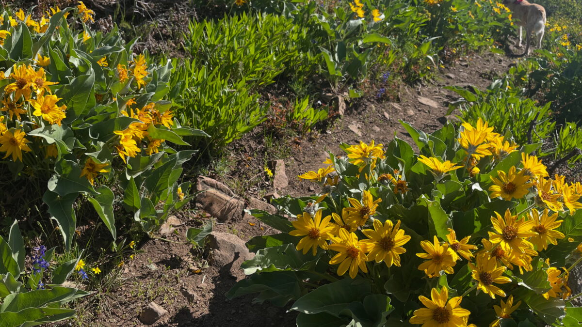 A burst of arrowleaf balsamroot lines the trail in Summit County is early summer’s golden invitation to explore the high desert in bloom.