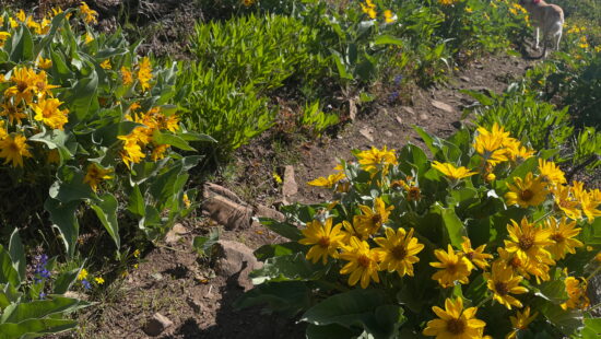 A burst of arrowleaf balsamroot lines the trail in Summit County is early summer’s golden invitation to explore the high desert in bloom.