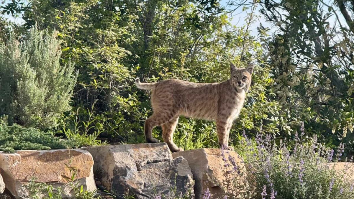 Bobcats are a fairly common species in Utah, although they are rarely seen due to their secretive nature.