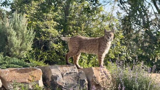Bobcats are a fairly common species in Utah, although they are rarely seen due to their secretive nature.