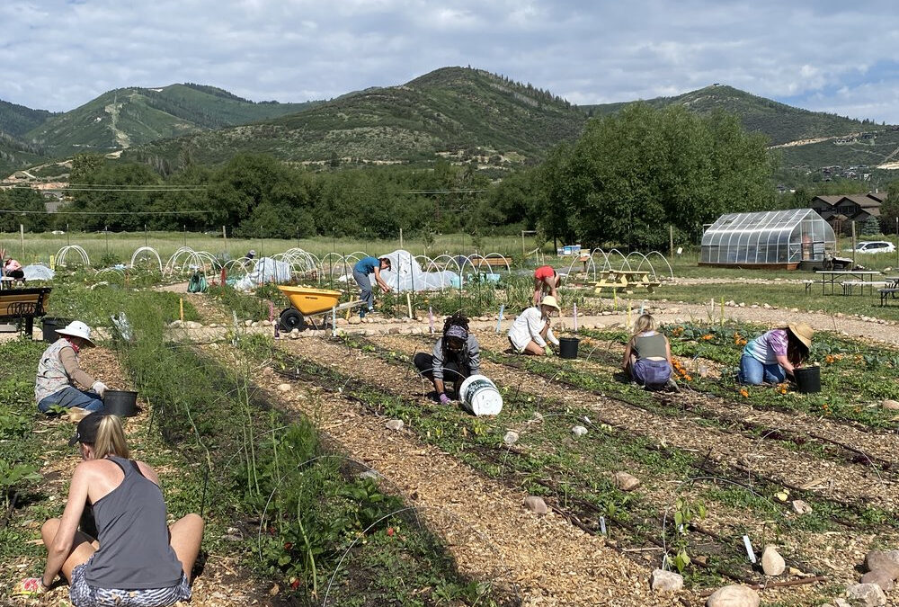 Food Farmacy volunteers on harvest day.