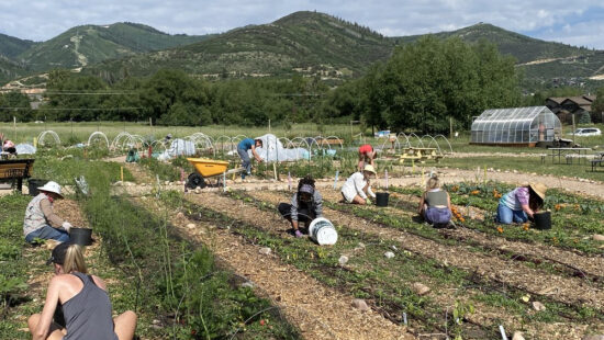 Food Farmacy volunteers on harvest day.