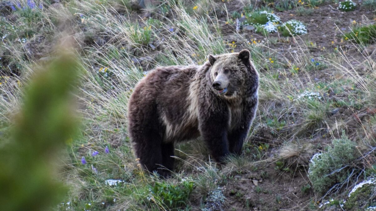 Grizzly bear in the Greater Yellowstone Ecosystem.