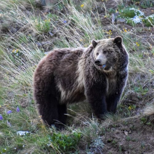 Grizzly bear in the Greater Yellowstone Ecosystem.