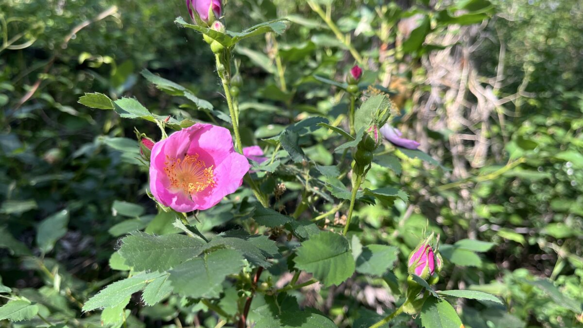 A blooming Woods Rose (Rosa woodsii) adds a splash of vibrant pink to a shaded trail in Park City. Native to Utah, this hardy wildflower thrives in a variety of habitats and elevations across Summit County.