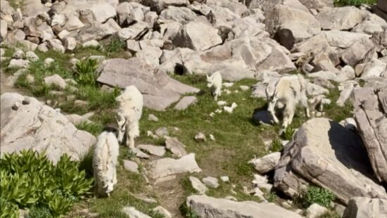 Mountain goats.