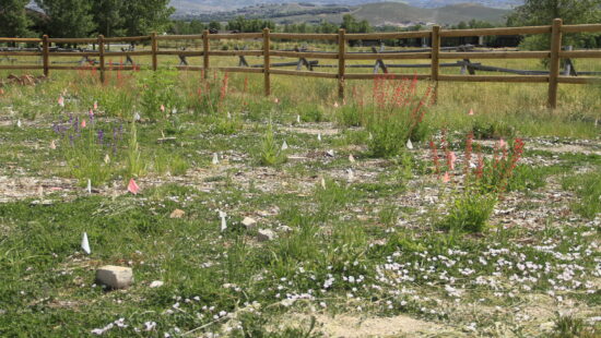 New Pollinator Garden at Matt Knoop Park.