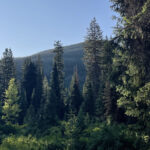 A forested area of the Uintas on June 16, 2025.
