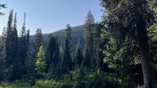 A forested area of the Uintas on June 16, 2025.