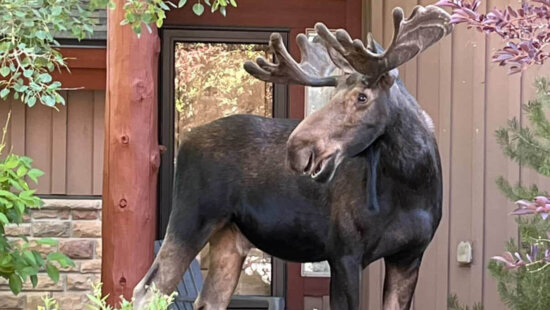 A bull moose sporting velvet-covered antlers pauses in a local yard in July