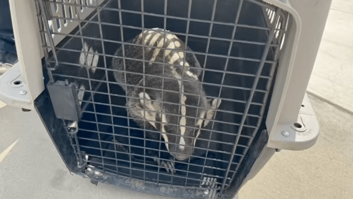Officers contained the badger in a dog kennel before driving it to the wild to be released.