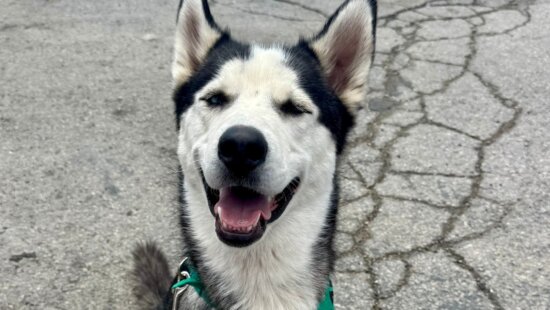 Meet Cash, the adoptable pet of the month, staying at Fetch Cares.