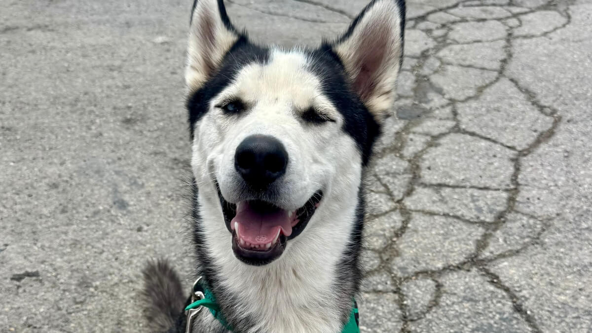 Meet Cash, the adoptable pet of the month, staying at Fetch Cares.