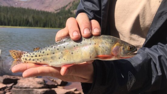 Biologists are working to restore the Colorado cutthroat trout population in the Uintas.