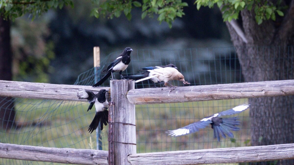 A leucistic magpie spotted in Park City among its peers.