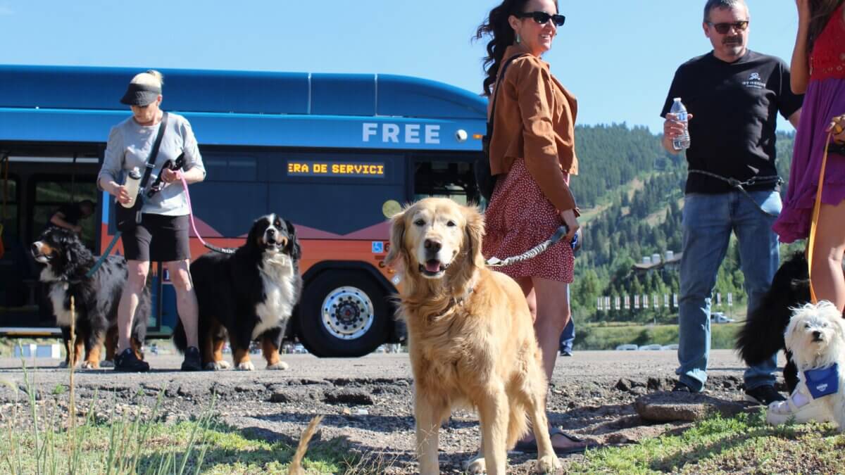 Dogs are now allowed on board Park City Transit buses in a pilot program running until Nov. 1.