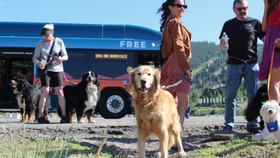 Dogs are now allowed on board Park City Transit buses in a pilot program running until Nov. 1.
