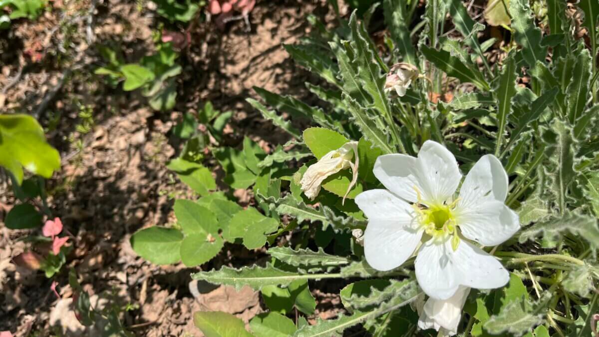 Tufted evening primrose (Oenothera caespitosa) brightens a sun‑baked trail in Park City’s foothills.