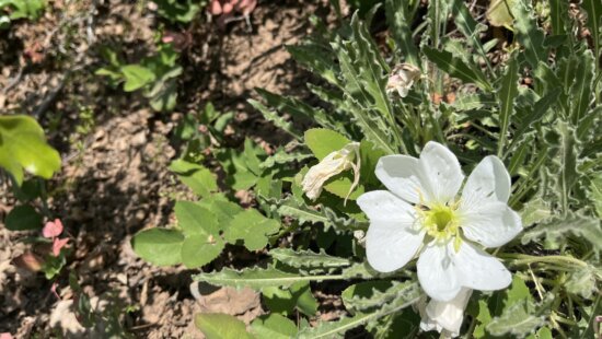 Tufted evening primrose (Oenothera caespitosa) brightens a sun‑baked trail in Park City’s foothills.