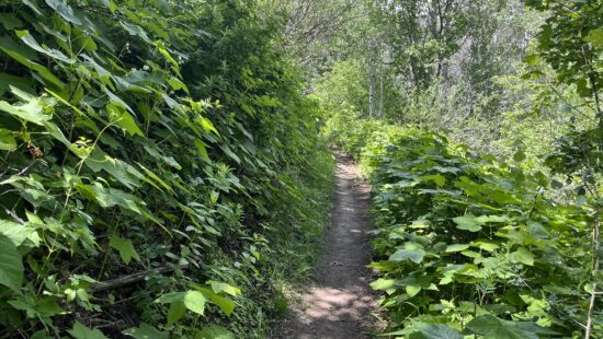 Velvety thimbleberry leaves crowd both sides of a shaded single-track, forming a lush green corridor on a high-elevation trail near Park City.