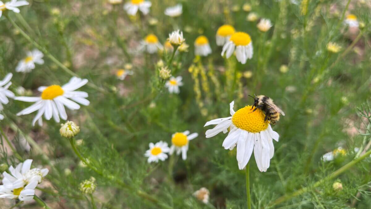 A bee collects pollen from stinking chamomile blooming along a Park City trail.