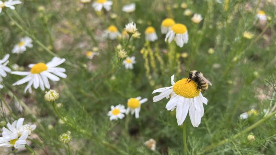 A bee collects pollen from stinking chamomile blooming along a Park City trail.
